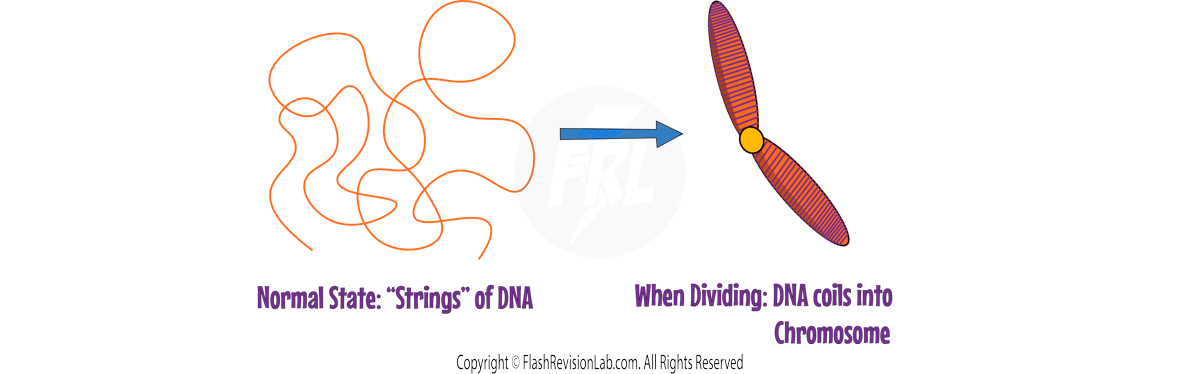 Chromosome